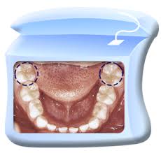 पहिली पक्की दाढ …